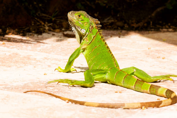 istock Green Iguana close-up portrait 824579210
