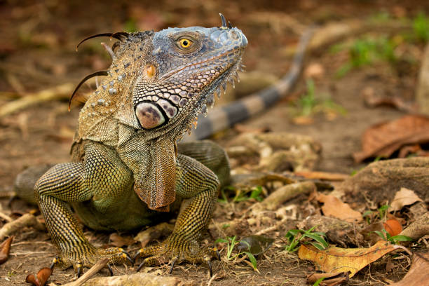 istock Green Iguana close-up portrait 824579216