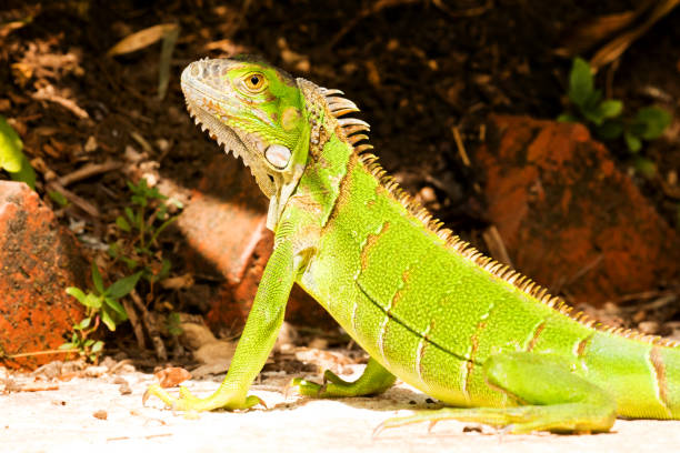 istock Green Iguana close-up portrait 824579218