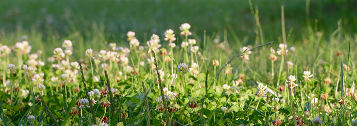 A closeup of clover as a background is shown.