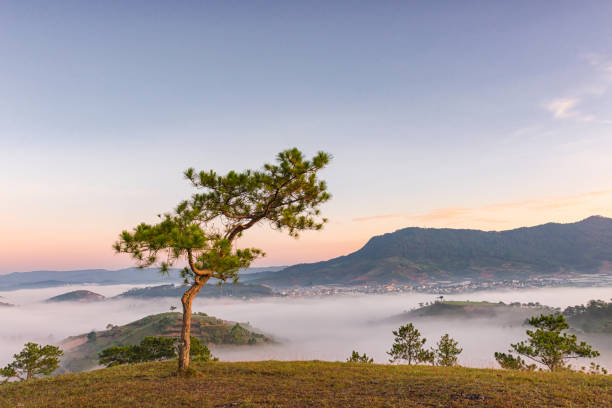 Lonely tree in the mist mountain, foggy landscape A lonely tree on the mist mountain peak with full of fog dalat stock pictures, royalty-free photos & images
