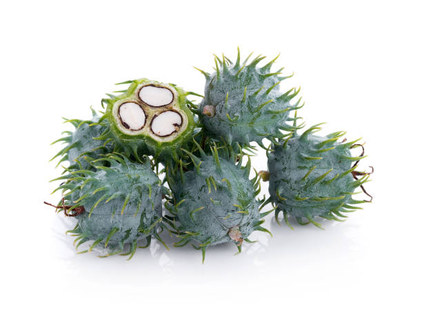 istock Castor oil plant on white background 824583288