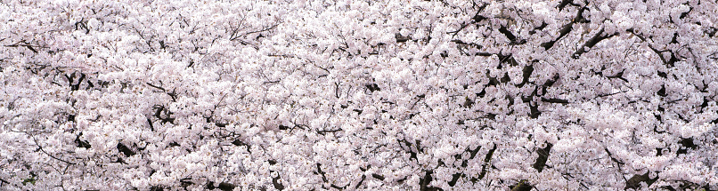 Beautiful cherry blossom panorama taken at the Kanazawa Cherry Blossom Festival, Ishikawa Prefecture, Japan