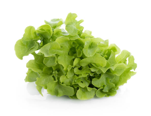 istock Green oak lettuce isolated on white background 824583852