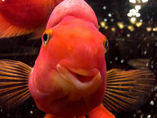 Red King Kong Parrot Ontario,Canada anthias fish photos stock pictures, royalty-free photos & images