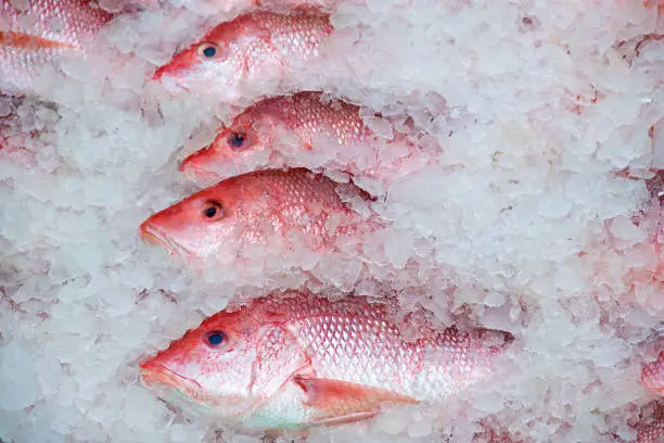 row of red snapper in ice
