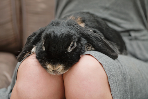 A timid rabbit is still on its owner's lap