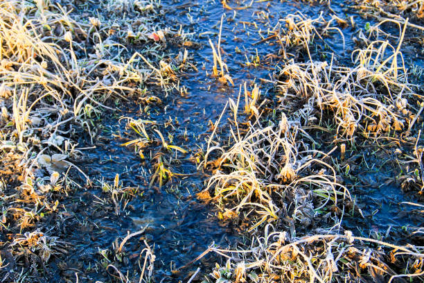 istock Plants covered with hoarfrost in the frozen puddle 824585114