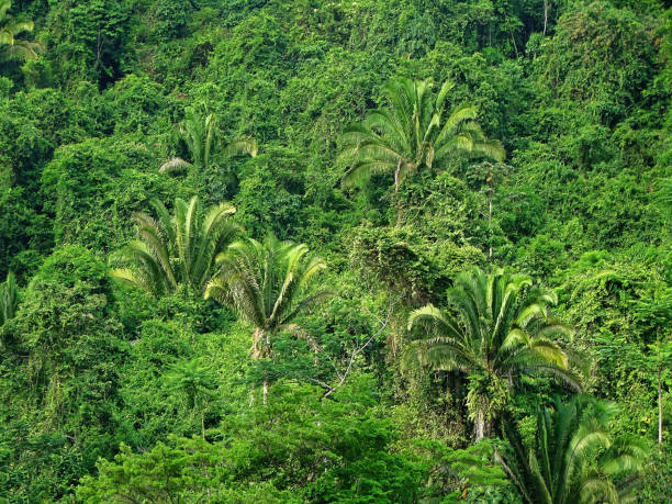 istock Rio Dulce, Guatemala, boat to Livingston 824585126