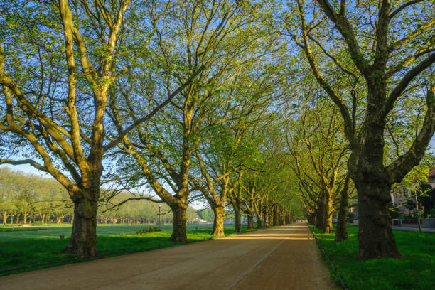istock Avenue of plane trees in a spring park 824585358