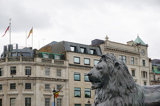 A lion statue stands guard in Trafalgar Square, with iconic buildings behind