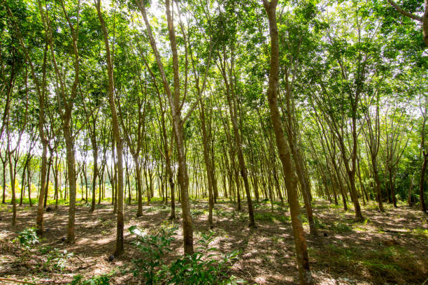 istock Under the shade of a tree Cover the sky 824586894