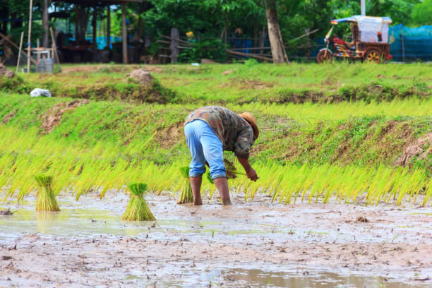 istock men farmer planting rice in field 824588028