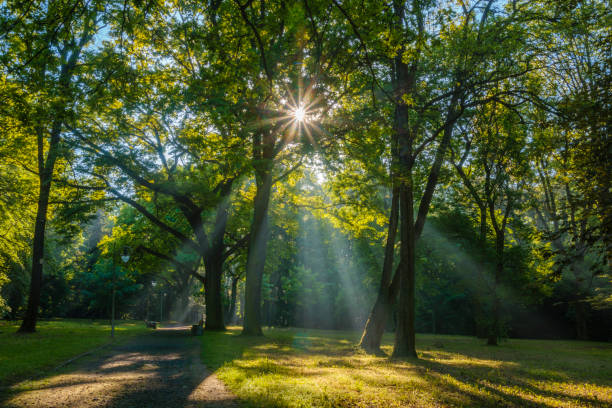 istock Panorama of spring park in a sunny and sunny morning 824588458