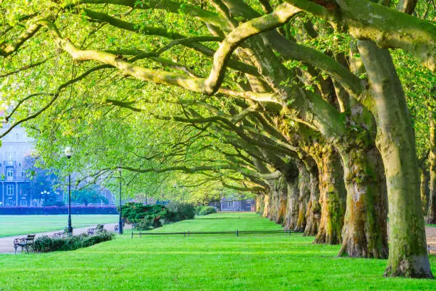 Spring in the park,avenue of trees, green leaves, green grass