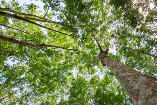 istock Under the shade of a tree Cover the sky 824588944