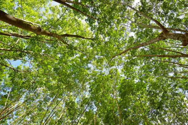 istock Under the shade of a tree Cover the sky 824589590
