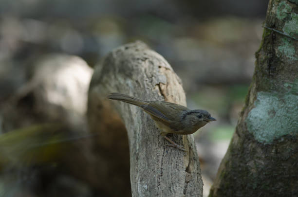 istock Brown-cheeked Fulvetta, Grey-eyed Fulvetta 824590712