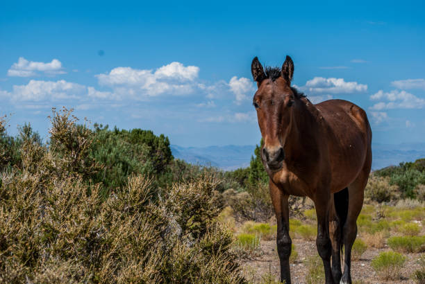 Mustangs grazing near Mt Charleston and Cold Creek, NV