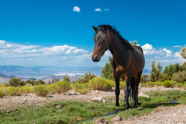Mustangs grazing near Mt Charleston and Cold Creek, NV