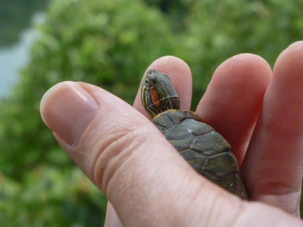 istock Small turtle on a hand with leaves and water on the background 824592946