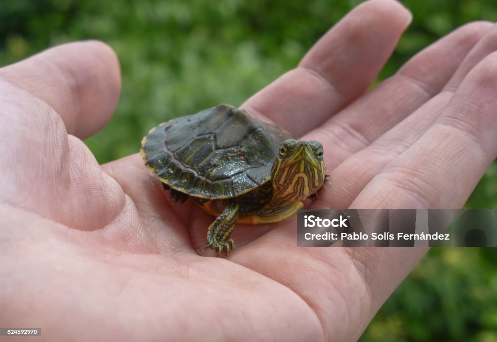 Petite tortue sur un coup de main avec les feuilles sur le fond - Photo de Tortue aquatique libre de droits