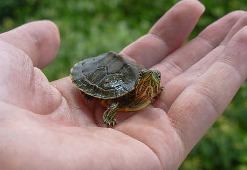 Small turtle on a hand looking at camera and with leaves on the background