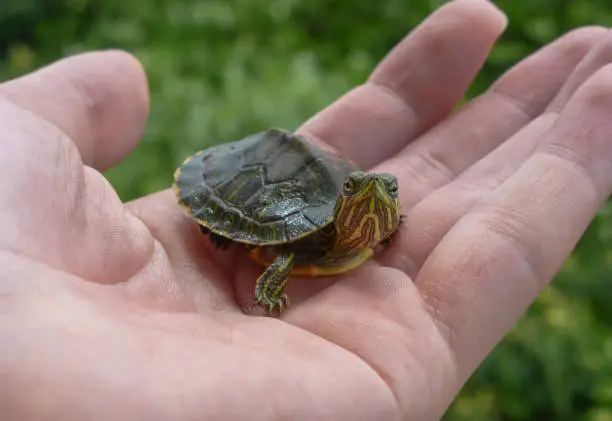 Photo of Small turtle on a hand with leaves on the background
