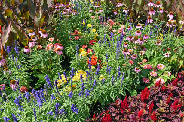 istock Flowers in the garden 824595500