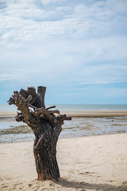 istock Dying tree on the beach with seascape 824596744