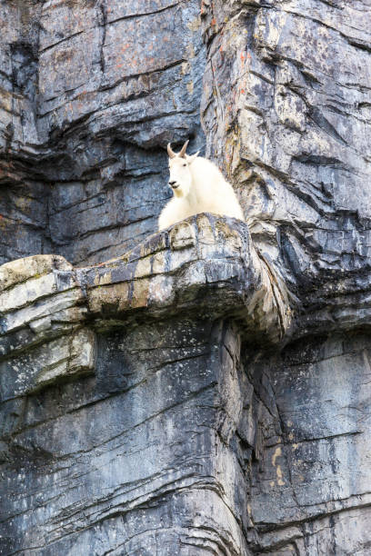 rocky mountain goat - wild goat flash stock-fotos und bilder
