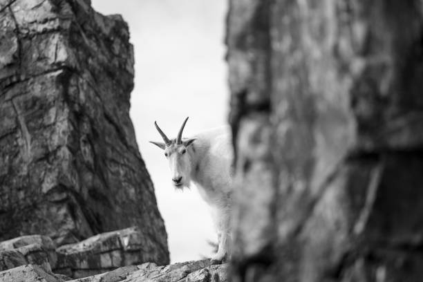 rocky mountain goat - wild goat flash stock-fotos und bilder
