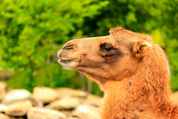 Cute arabian race camel looking towards the camera. Portrait. Qatar, Middle East