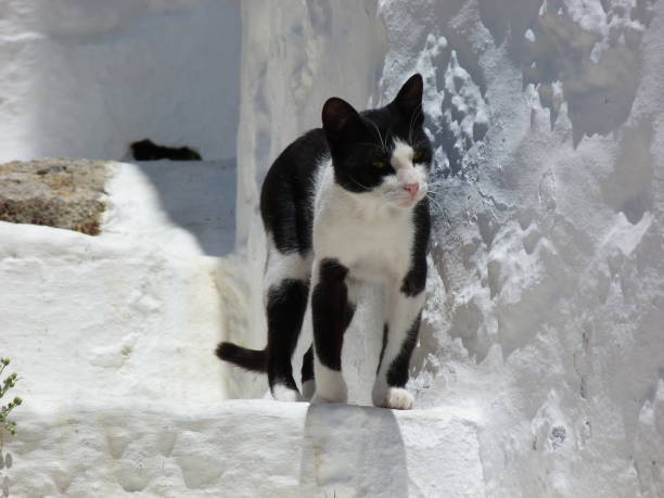 istock Black and white cat, Patmos island, Greece 824600460