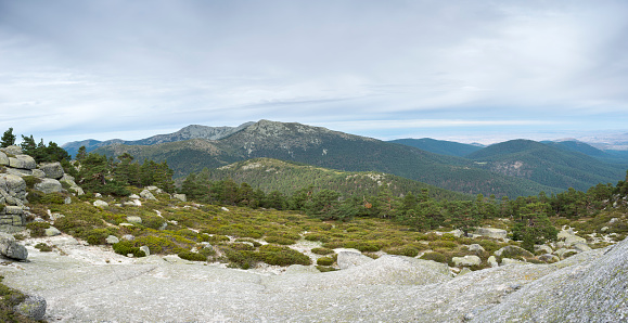 Scots pine forest and padded brushwood (Cytisus oromediterraneus and Juniperus communis) in Siete Picos (Seven Peaks) range. It is one of the mountain ranges better known in Guadarrama Mountains National Park, province of Segovia, Spain