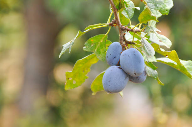 istock Plum plantation with a ripe plums on tree 824601410
