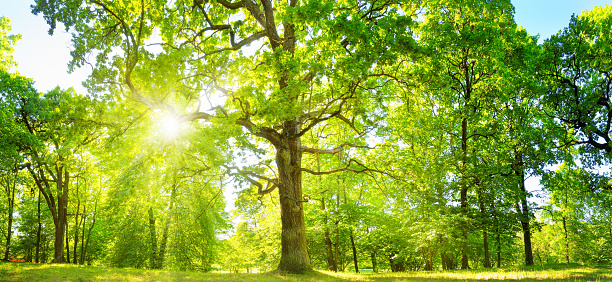 old oak tree foliage in morning light with sunlight