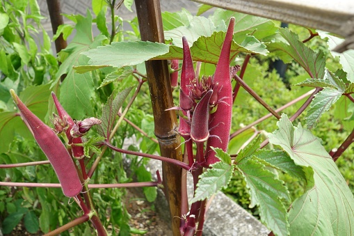 Image of a Red Okra Plant