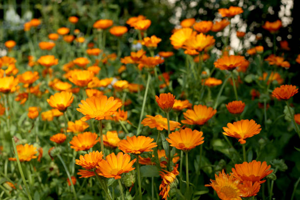istock Calendula flowers in garden. 824602224