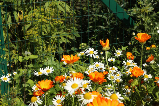 istock Calendula and camomile flowers in garden. 824602656