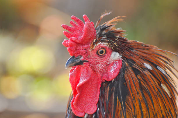 istock Beautiful rooster  with a red comb and a yellow beak. 824602778