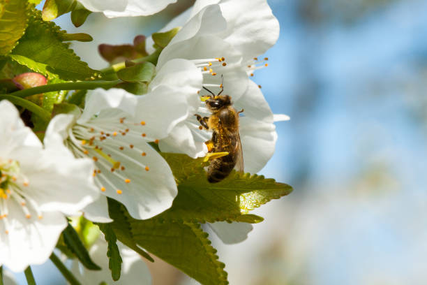istock Bee is on flowers of cherry. 824603176