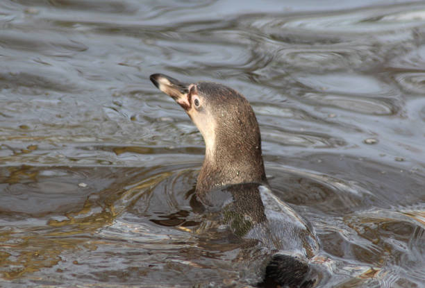 istock The Humboldt penguin (Spheniscus humboldti) 824604798