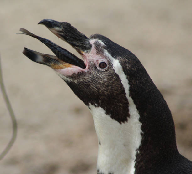 The Humboldt penguin (Spheniscus humboldti) stock photo