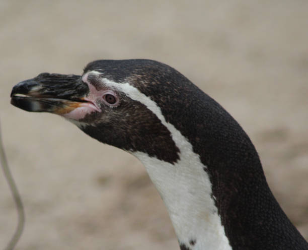 istock The Humboldt penguin (Spheniscus humboldti) 824604846