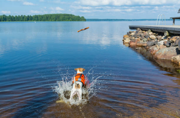 Dog jumpin to lake and wearing a lifejacket