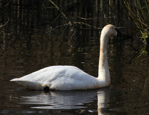 istock The trumpeter swan (Cygnus buccinator) 824605534