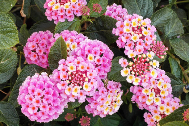 istock lantana, foliage and flowers 824606168
