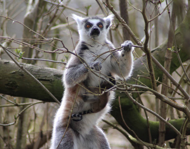 The ring-tailed lemur (Lemur catta) stock photo