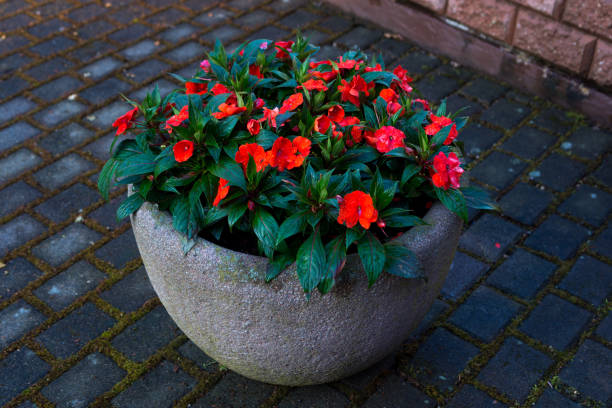 istock Flowers in a gray flowerpot. Garden design 824606862